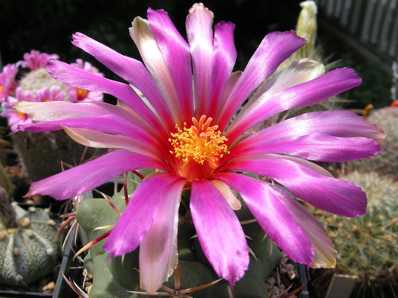 Thelocactus heterochromus P 303