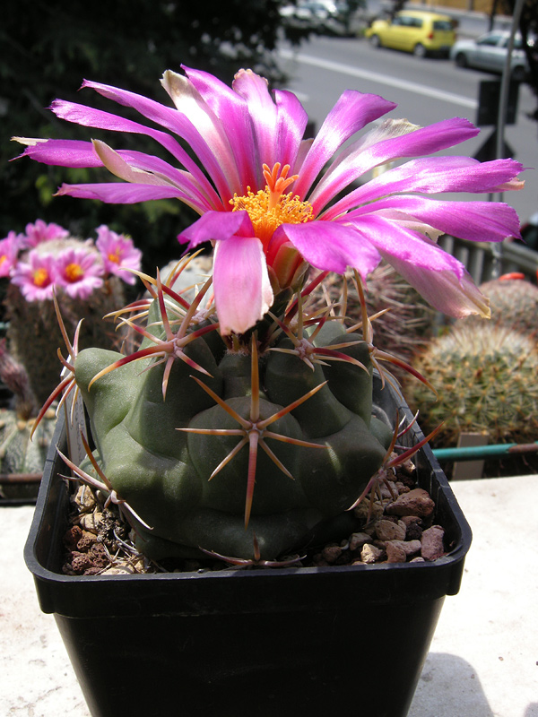 Thelocactus heterochromus P 303