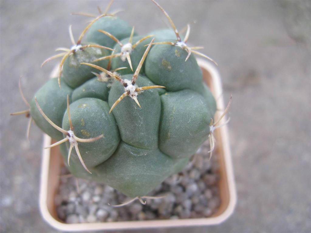 Thelocactus hexaedrophorus 