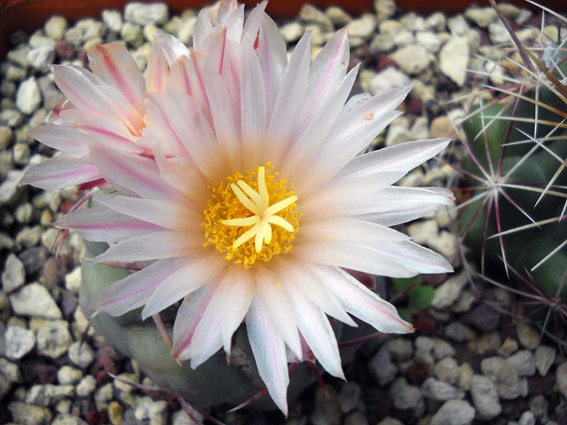 Thelocactus hexaedrophorus 