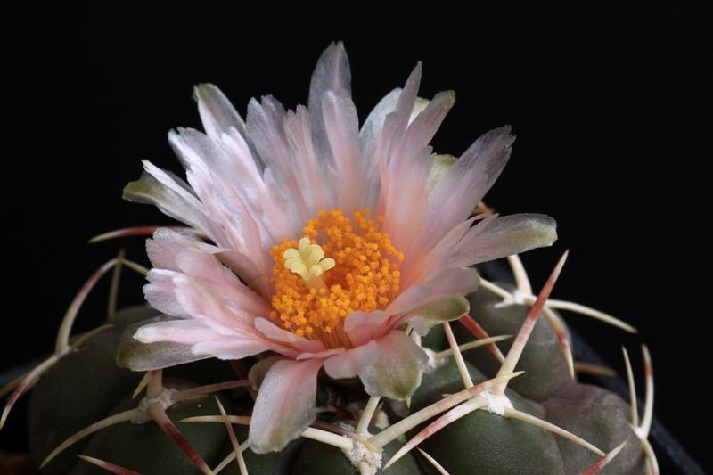 Thelocactus hexaedrophorus T215