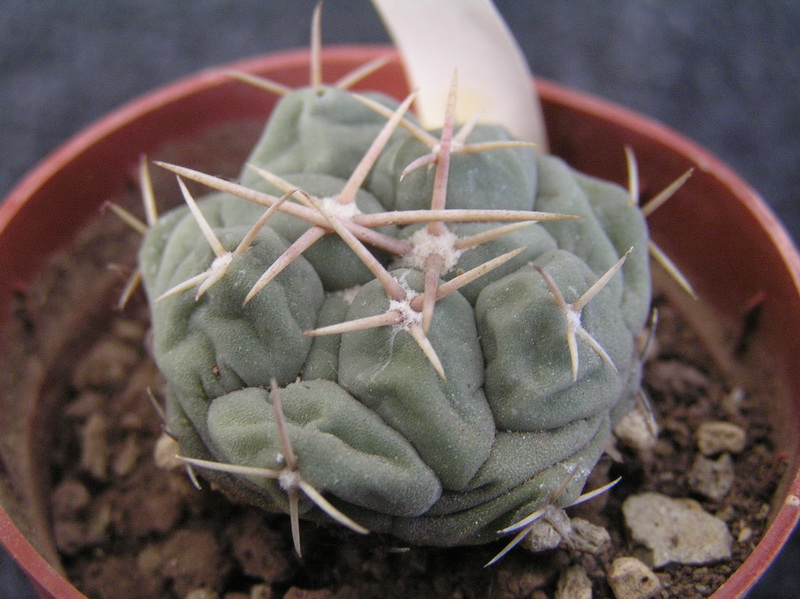 Thelocactus hexaedrophorus 