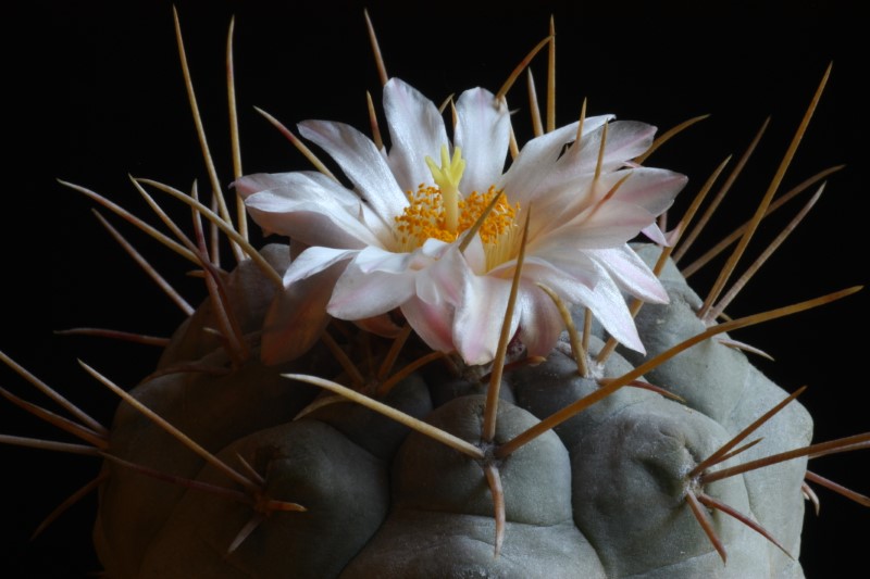 Thelocactus hexaedrophorus 