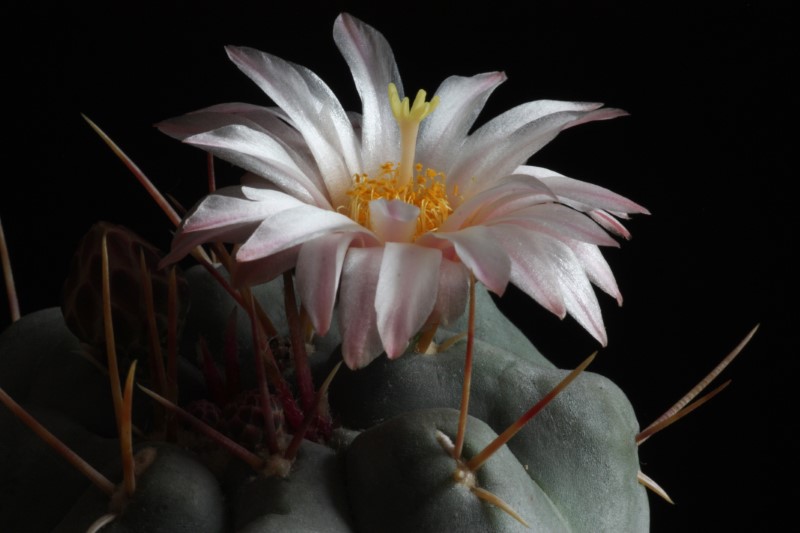 Thelocactus hexaedrophorus 