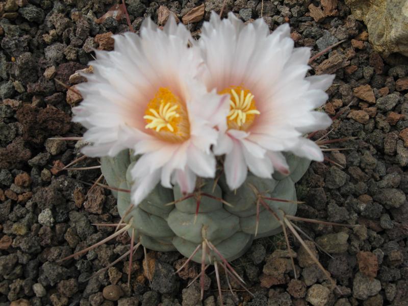 Thelocactus hexaedrophorus v. fossulatus 