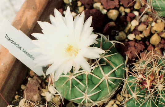 Thelocactus hexaedrophorus v. lloydii maior 