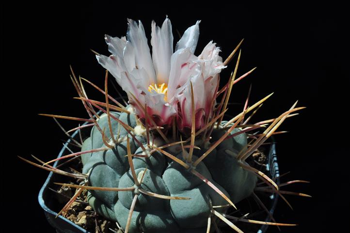 Thelocactus hexaedrophorus v. lloydii 