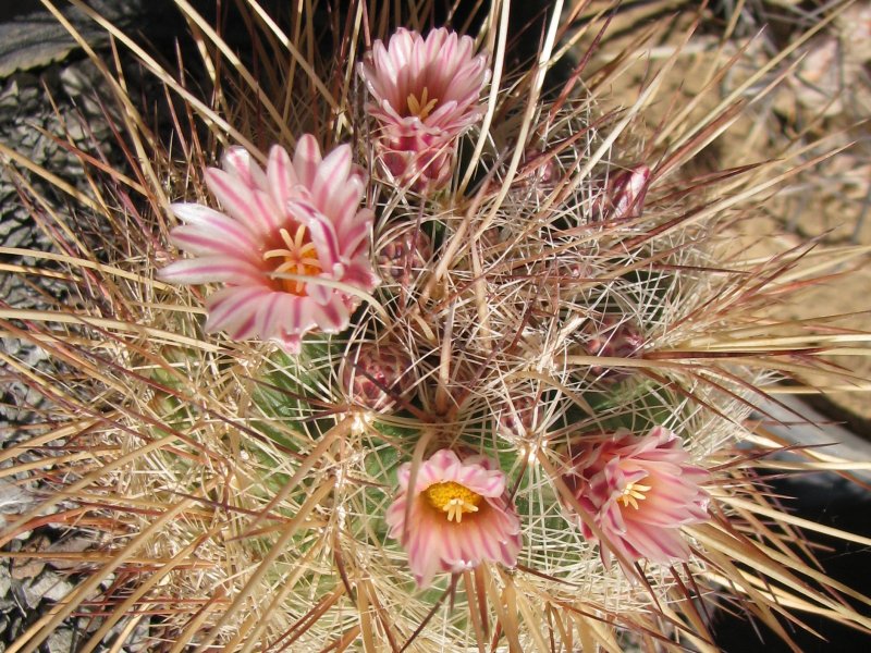 thelocactus lausseri