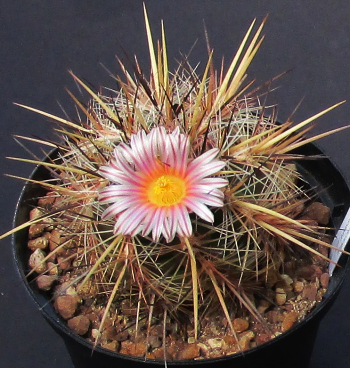 Thelocactus lausseri 