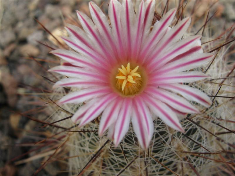 Thelocactus lausseri 