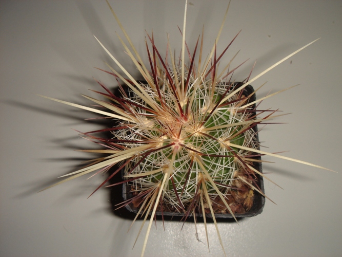 Thelocactus lausseri 