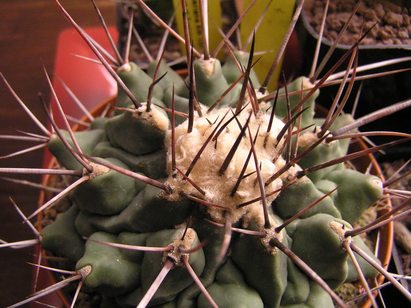 Thelocactus lophothele 