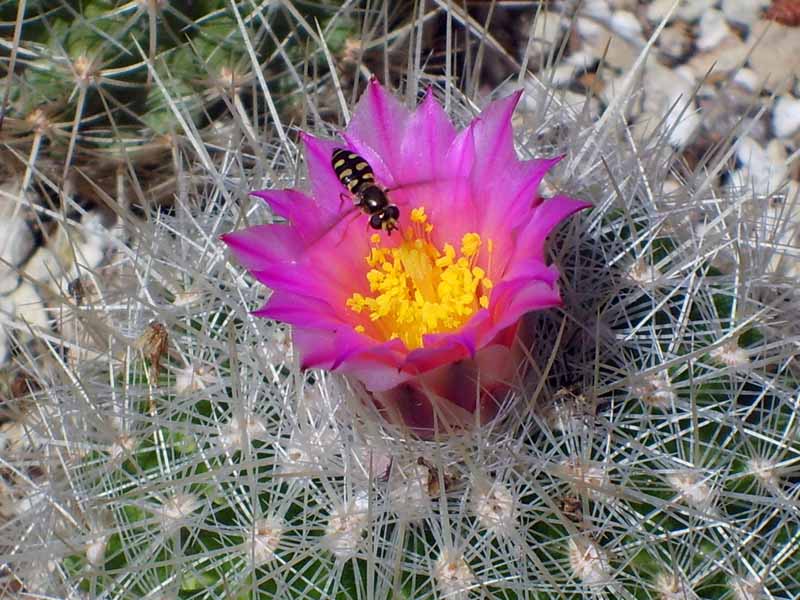 Thelocactus macdowellii 