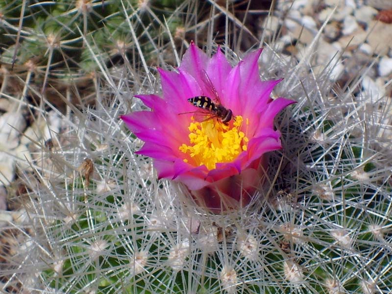 Thelocactus macdowellii 