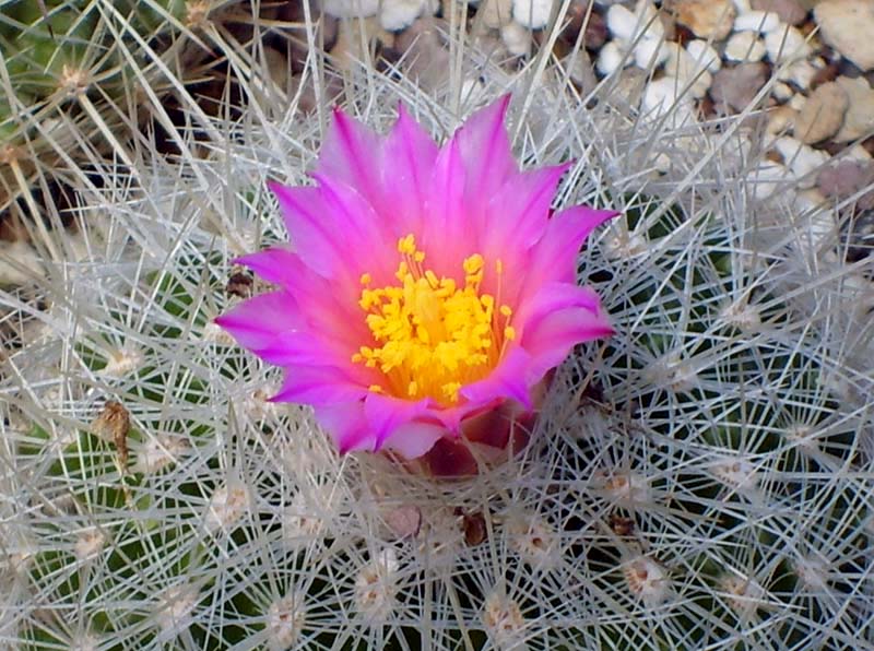 Thelocactus macdowellii 