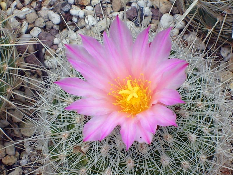 Thelocactus macdowellii 