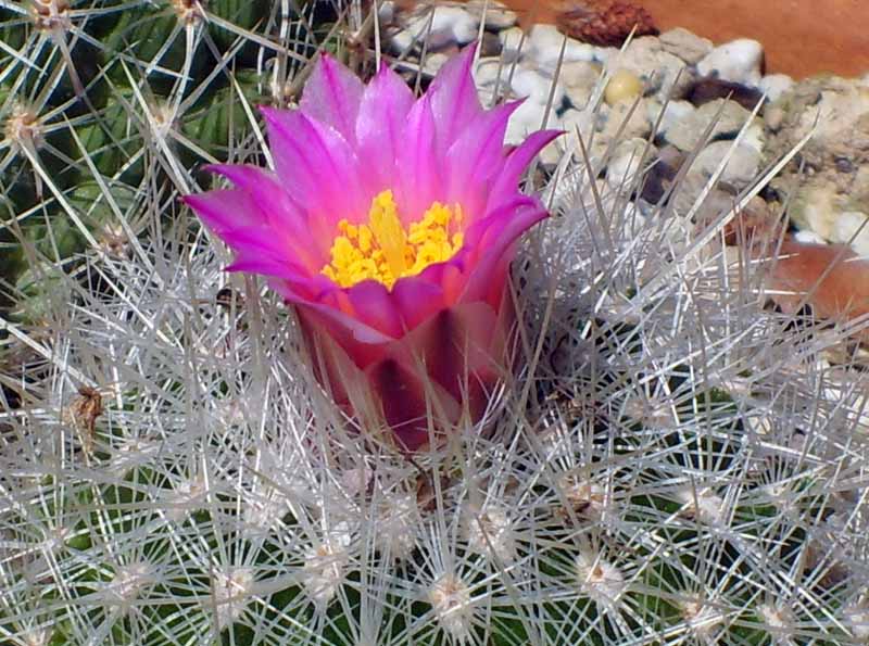 Thelocactus macdowellii 