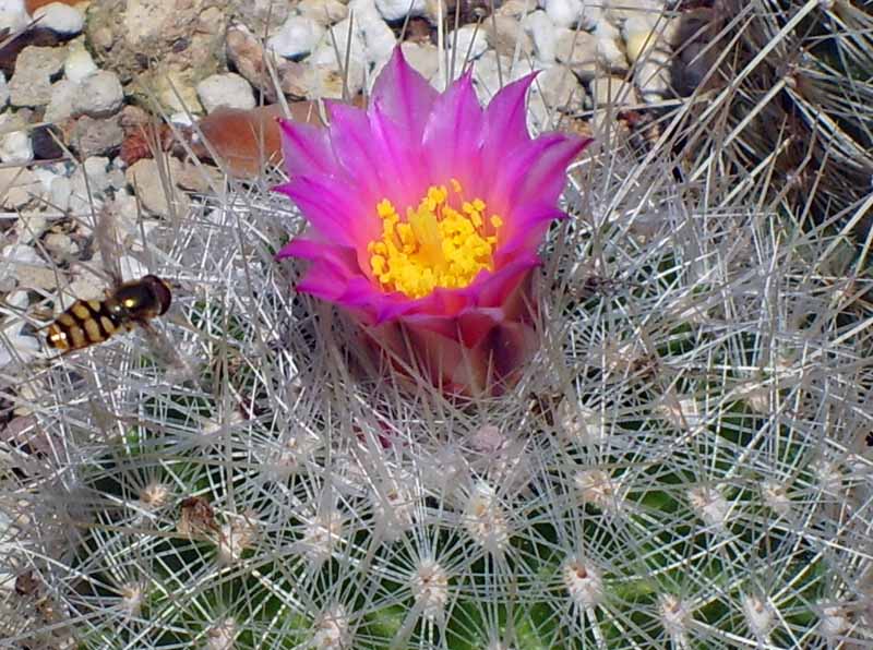 Thelocactus macdowellii 