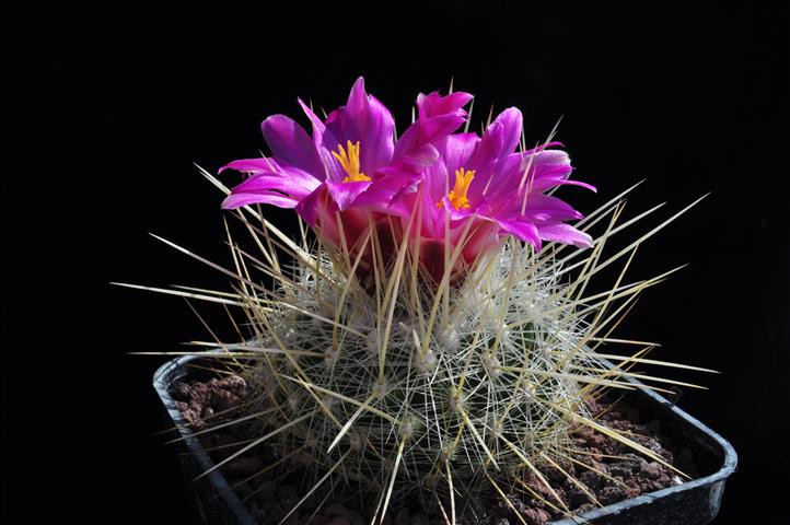 Thelocactus macdowellii 