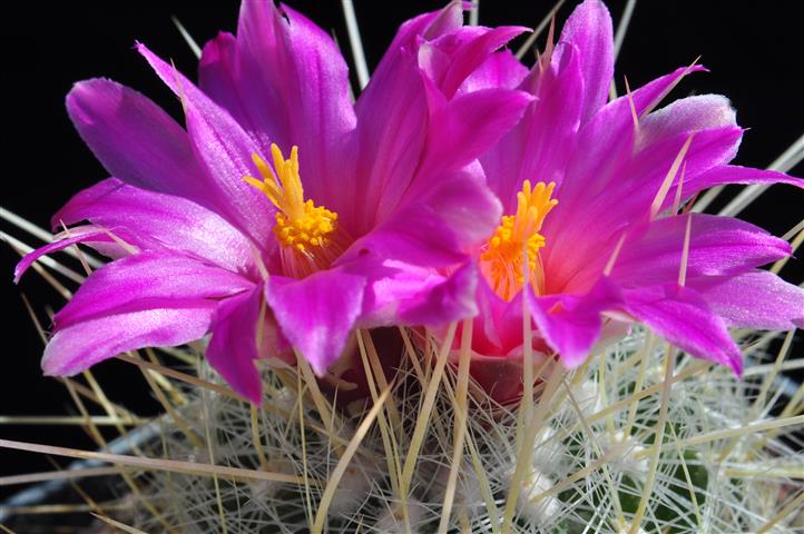 Thelocactus macdowellii 