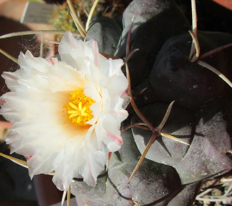 Thelocactus hexaedrophorus v. droegeanus 