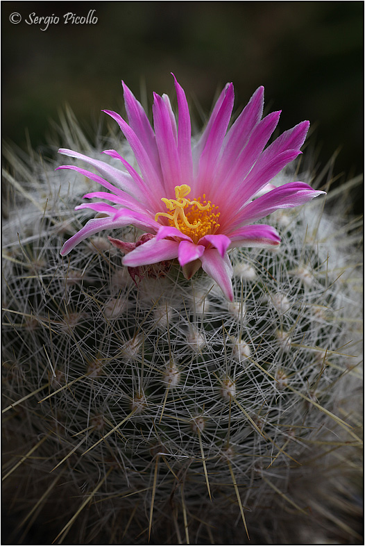 Thelocactus macdowellii 