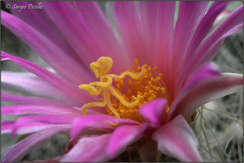 Thelocactus macdowellii 