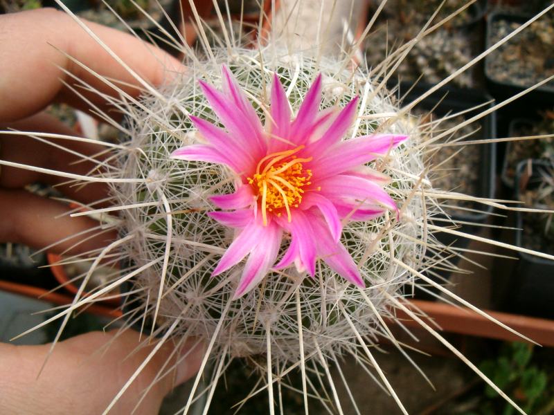 Thelocactus macdowellii 