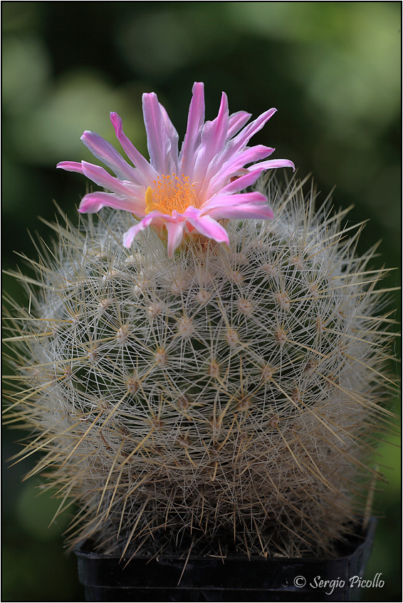 Thelocactus macdowellii 