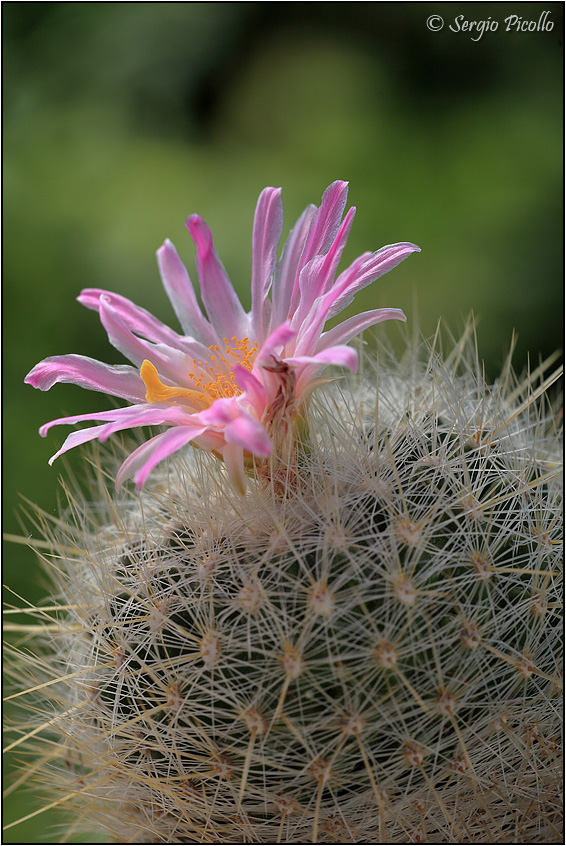 Thelocactus macdowellii 