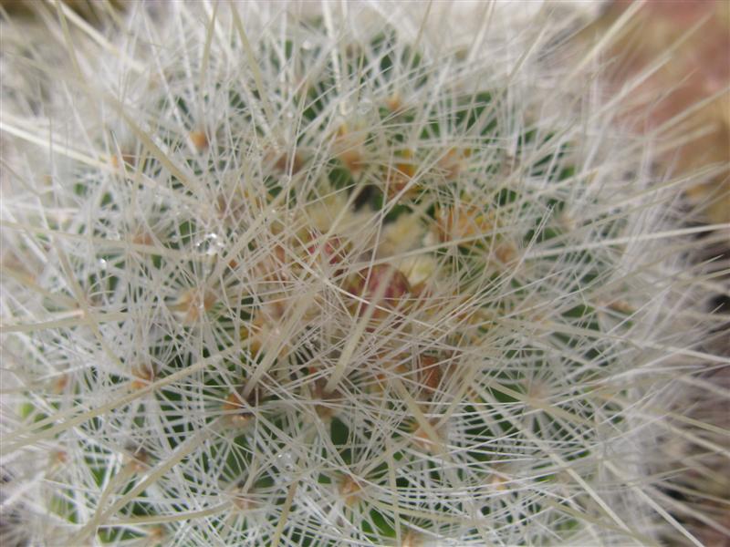 Thelocactus macdowellii 