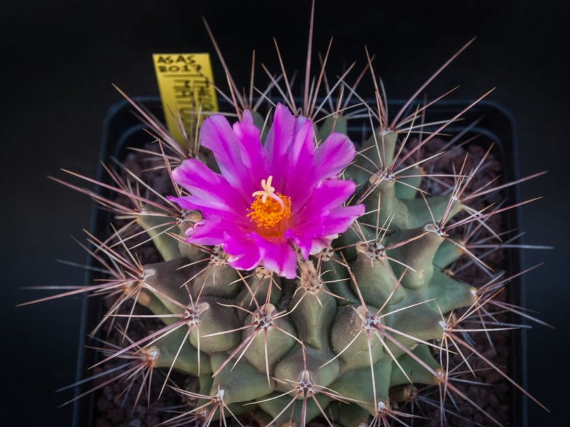 Thelocactus tulensis ssp. matudae 