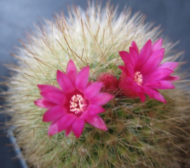 Thelocactus macdowellii 