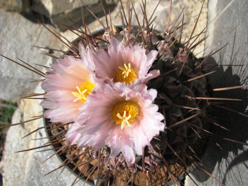 Thelocactus rinconensis ssp. multicephalus 