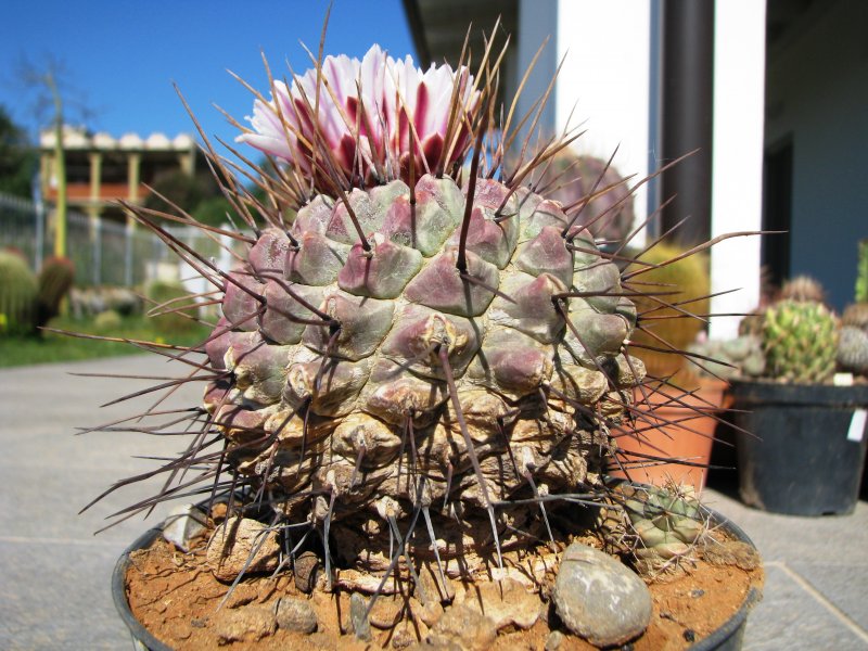 Thelocactus rinconensis ssp. multicephalus 