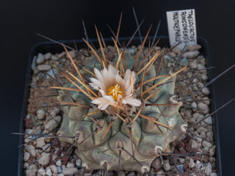 Thelocactus rinconensis ssp. multicephalus 