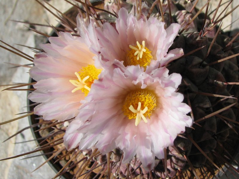 thelocactus rinconensis ssp. multicephalus