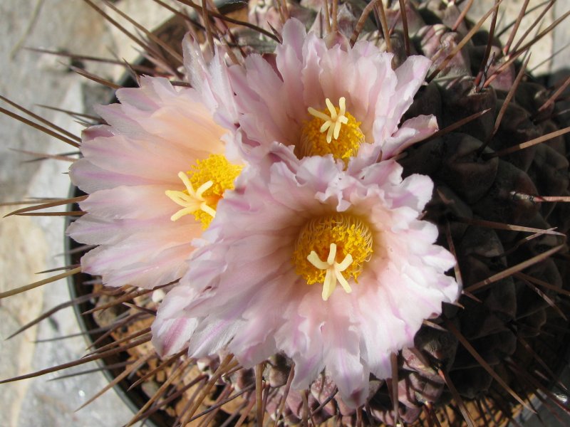 Thelocactus rinconensis ssp. multicephalus 