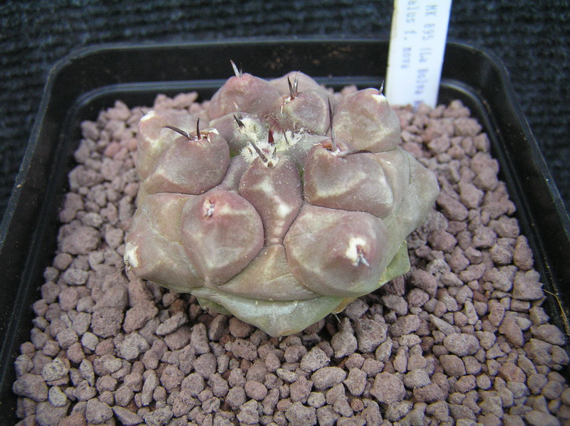 thelocactus multicephalus f. nova