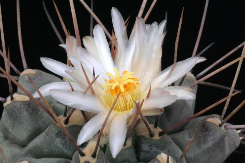 Thelocactus multicephalus PAN 266