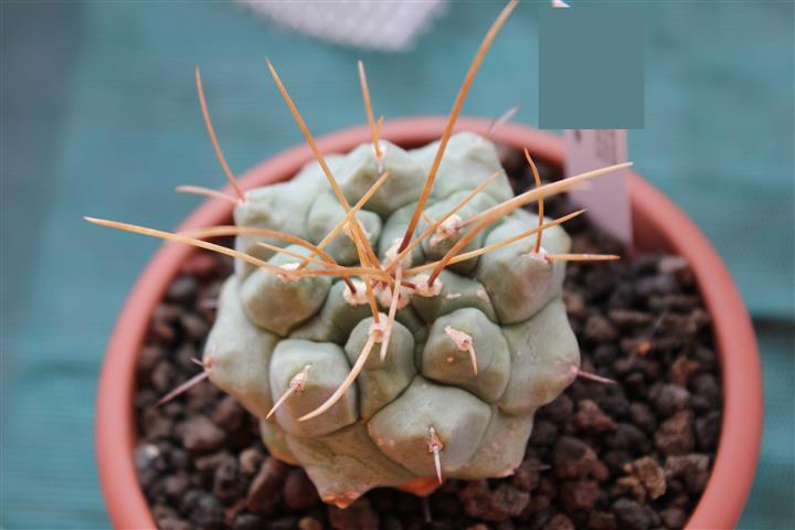 Thelocactus multicephalus 