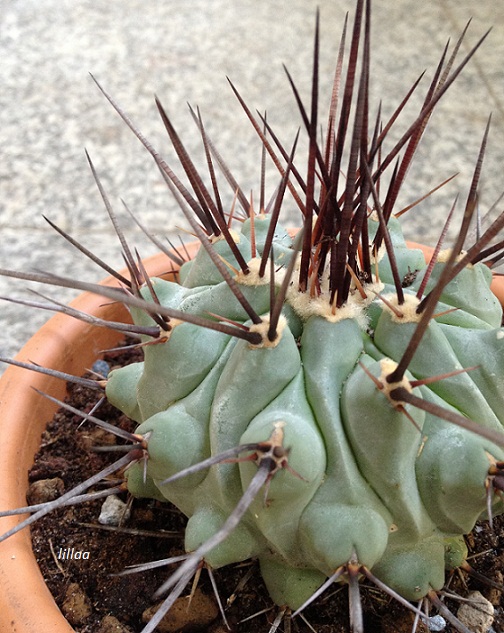 Thelocactus nidulans 