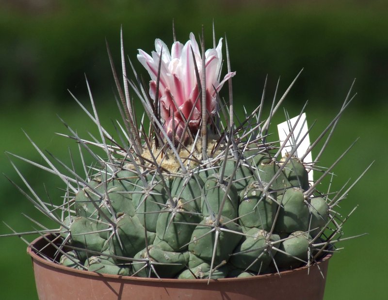 Thelocactus nidulans 