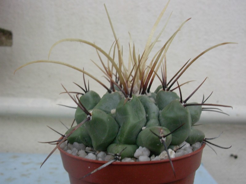 Thelocactus nidulans 