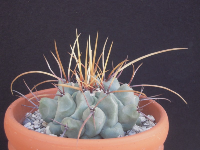 Thelocactus nidulans 