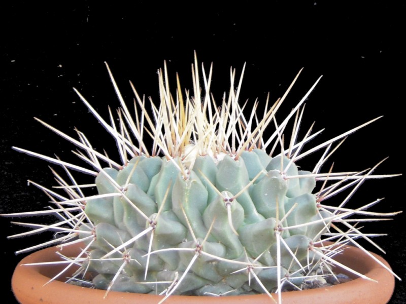 Thelocactus rinconensis 