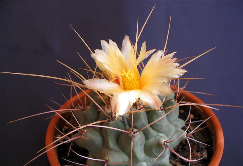 Thelocactus rinconensis v. nidulans 