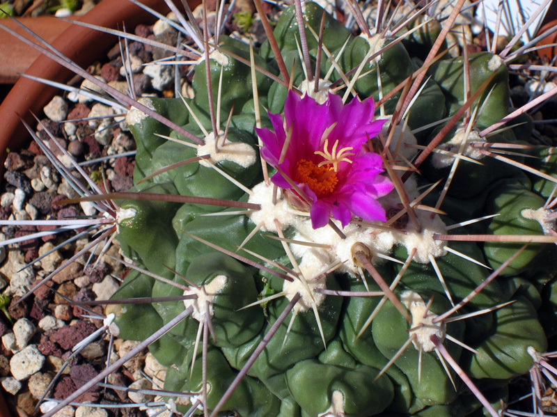 Thelocactus rinconensis 