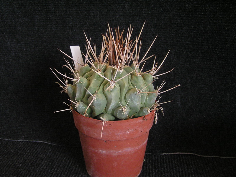 Thelocactus rinconensis 