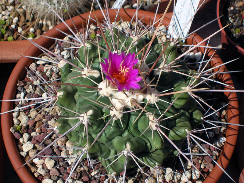 Thelocactus rinconensis 